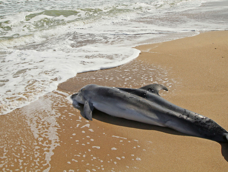 дельфины на берегу в крыму