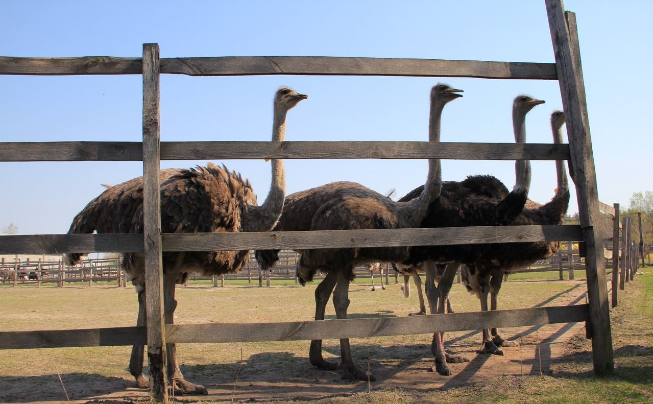 Денисовская страусиная ферма – отдых с детьми в Симферополе на выходные