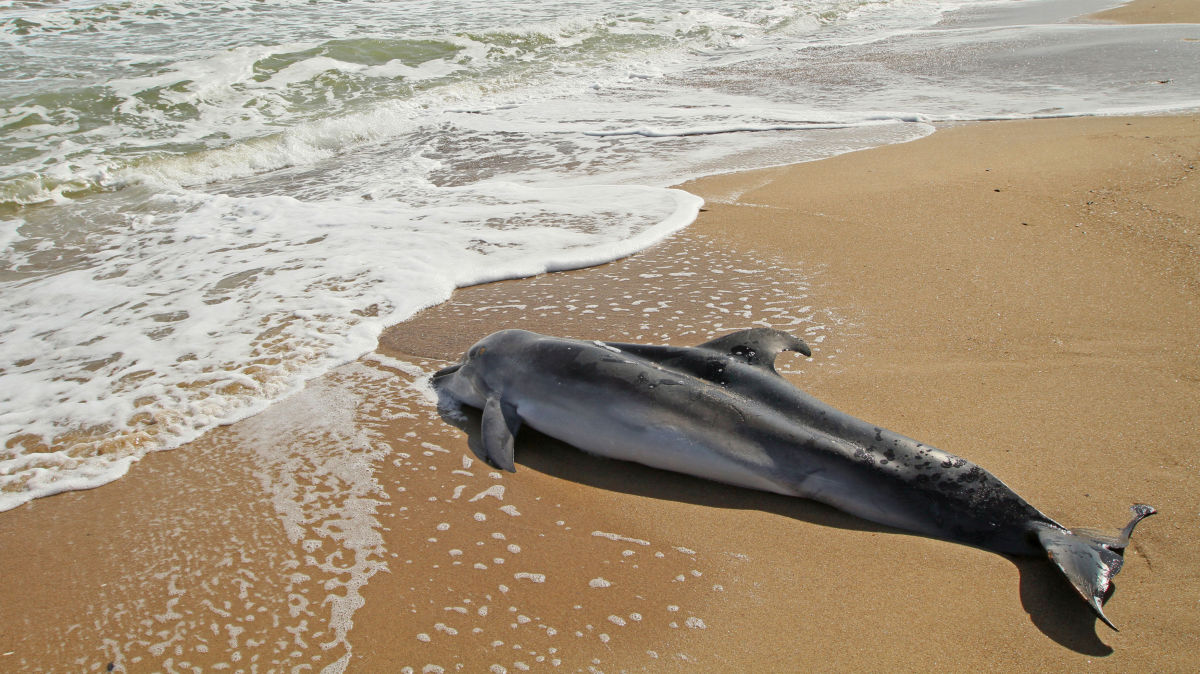 дельфин на пляже в крыму